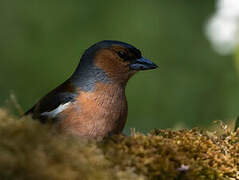 Common Chaffinch