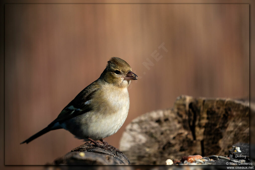 Common Chaffinch