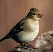 Eurasian Chaffinch