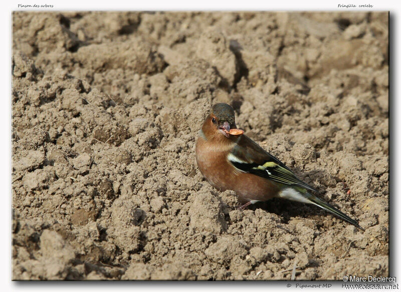 Common Chaffinch, identification