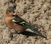 Eurasian Chaffinch