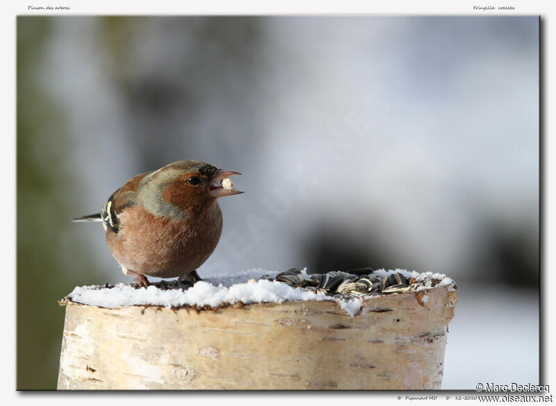 Eurasian Chaffinch male, identification