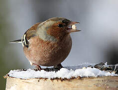 Eurasian Chaffinch