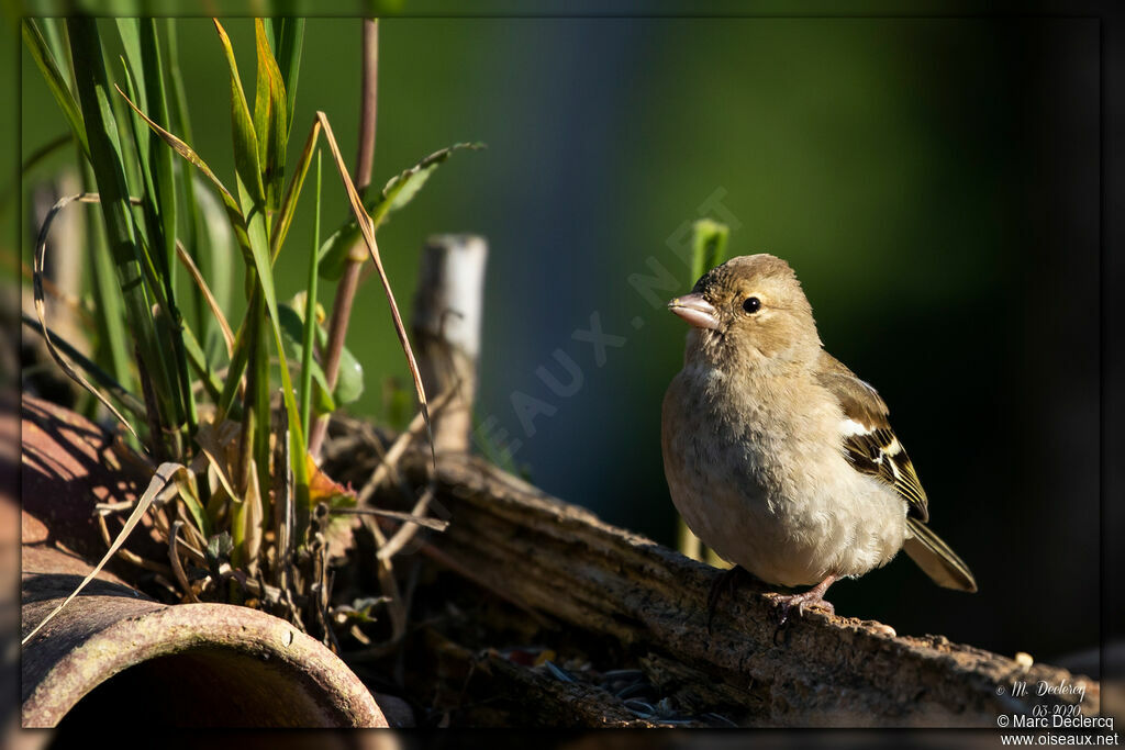 Common Chaffinch