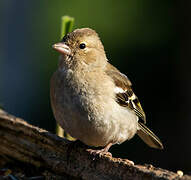 Common Chaffinch