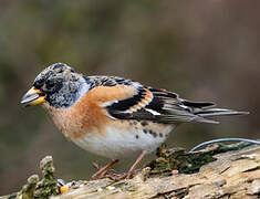 Brambling