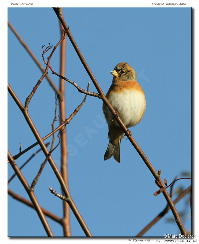 Pinson du Nord, identification