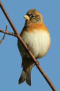 Brambling