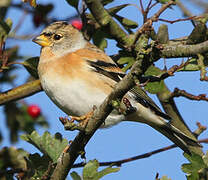 Brambling