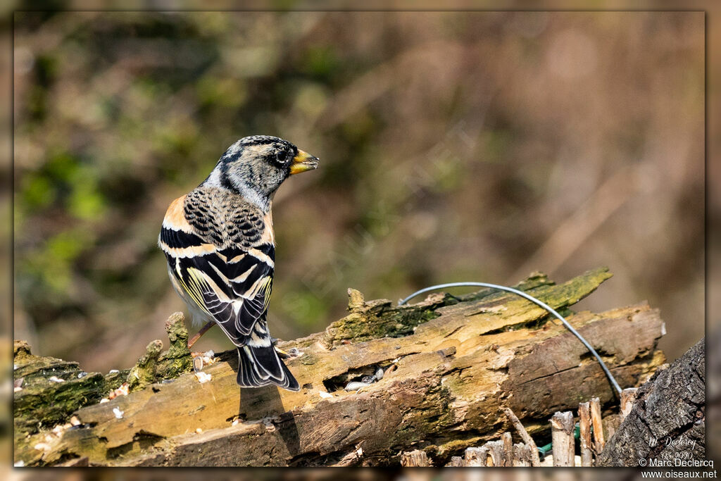 Brambling