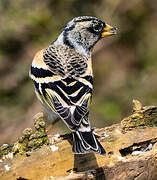 Brambling