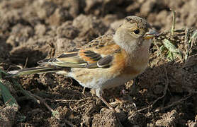 Brambling