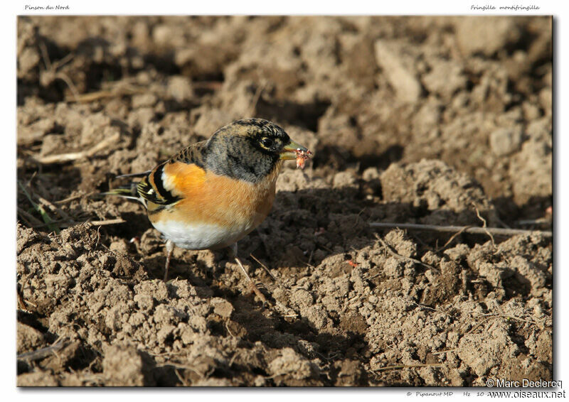 Brambling male adult, identification, feeding habits