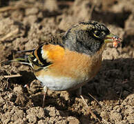 Brambling