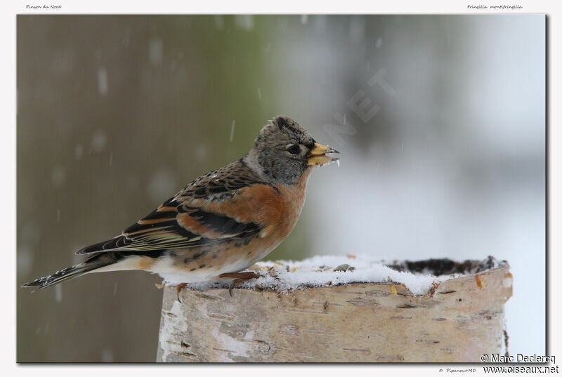 Pinson du Nord, identification