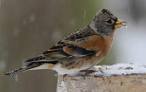 Brambling