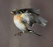 Brambling