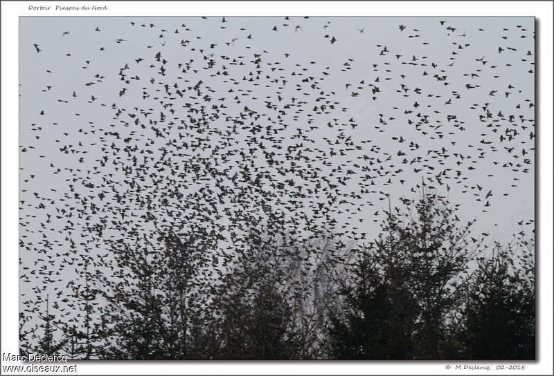 Brambling, Behaviour