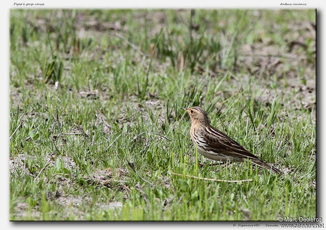 Pipit à rousse adulte mdec88381