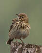 Pipit des arbres