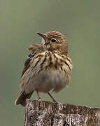 Tree Pipit