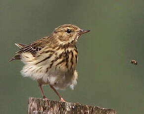 Pipit des arbres