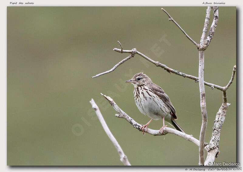 Tree Pipit, identification