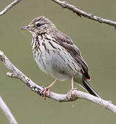 Tree Pipit