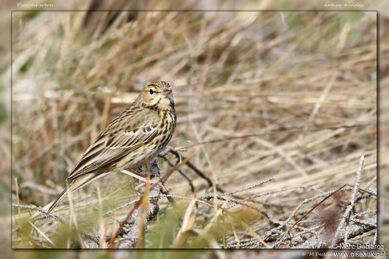 Tree Pipit, identification