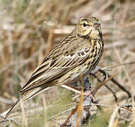 Tree Pipit