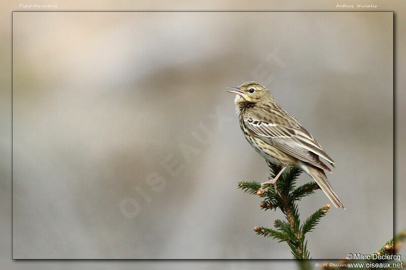 Pipit des arbres, identification