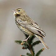 Pipit des arbres