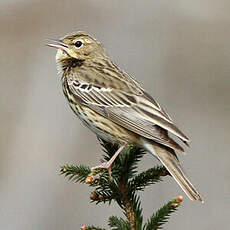 Pipit des arbres