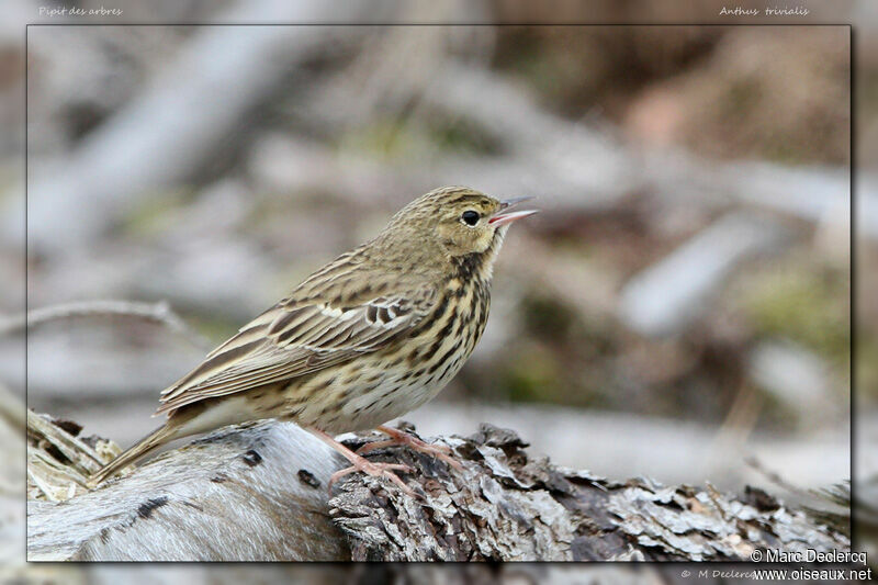 Pipit des arbres, identification