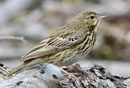 Tree Pipit