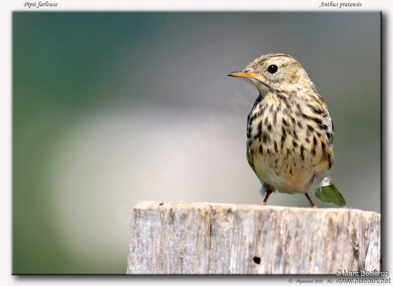 Pipit farlouseadulte