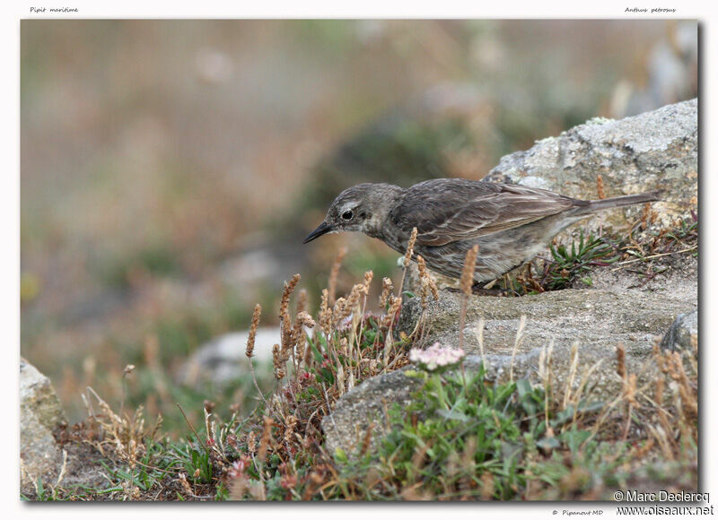 Pipit maritime, identification