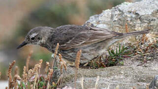 Eurasian Rock Pipit