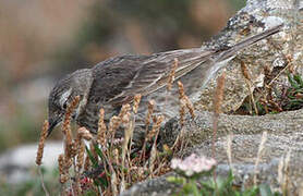 Eurasian Rock Pipit