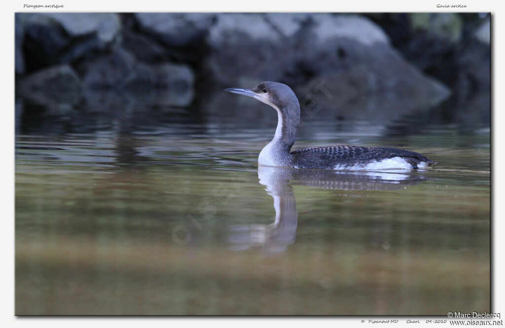 Plongeon arctique, identification