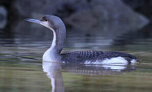 Black-throated Loon