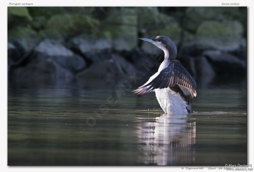 Black-throated Loon, identification, Behaviour