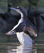 Plongeon arctique