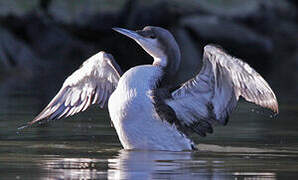 Plongeon arctique