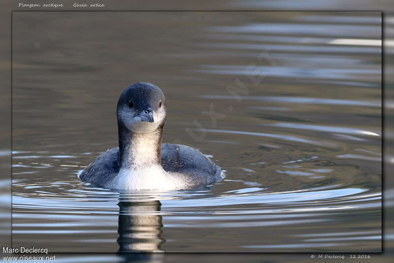 Black-throated Loonadult post breeding, close-up portrait, swimming