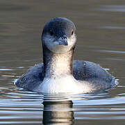 Black-throated Loon