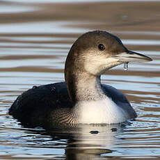 Plongeon arctique