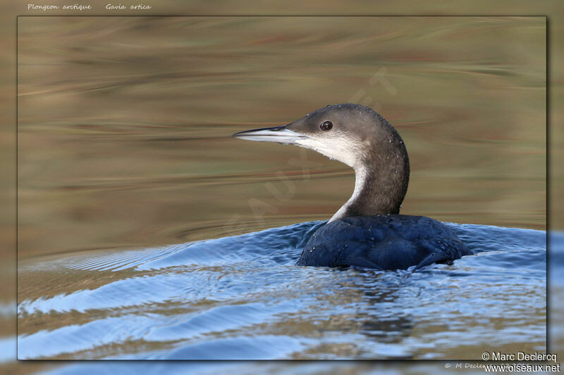 Black-throated Loon, swimming