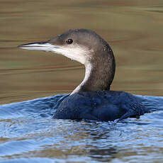 Plongeon arctique