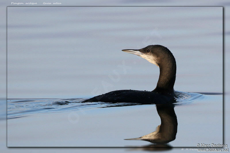 Black-throated Loon